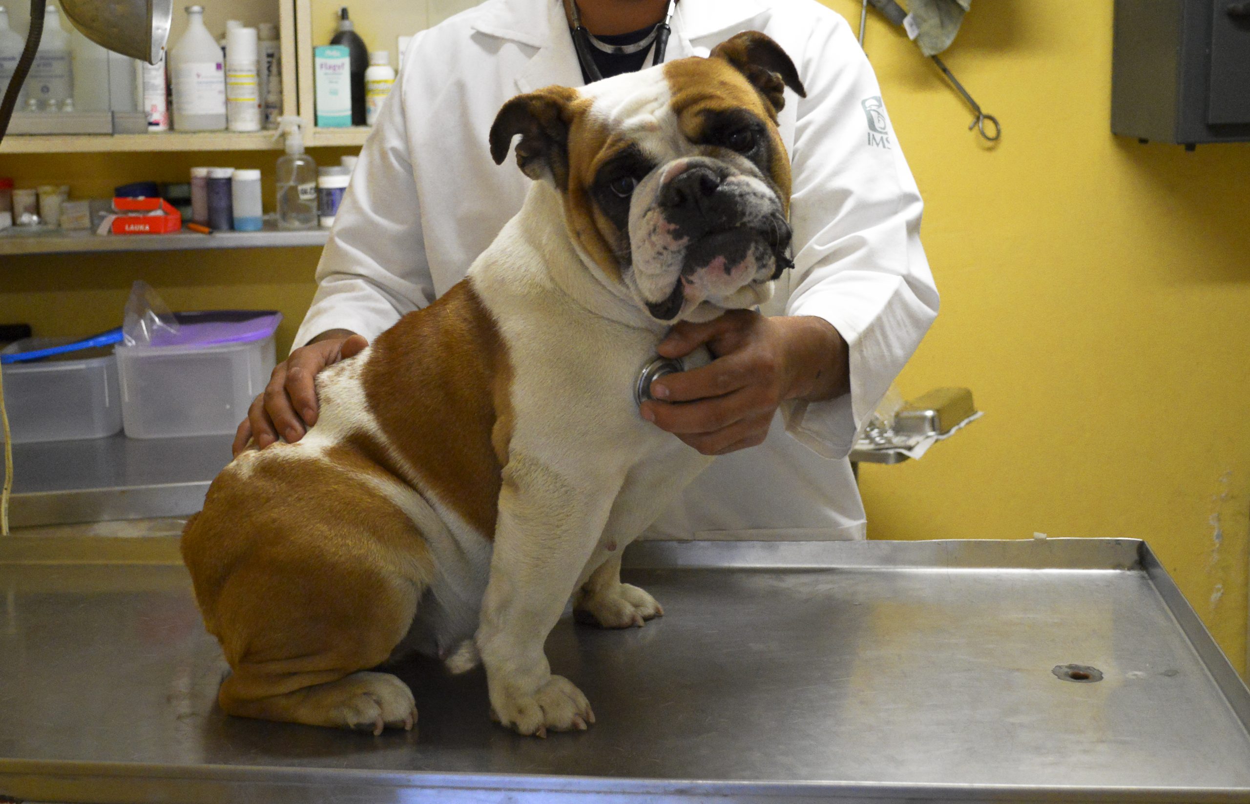 Cachorros Rottweiler_-5