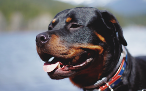 criadero de rottweilers