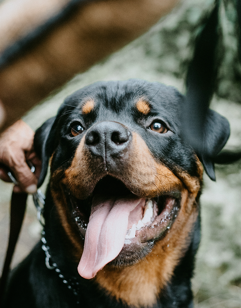 criadero de rottweilers