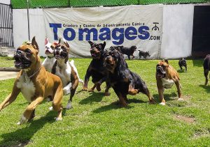 juego canino tomages