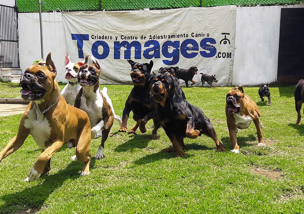 socializacion-pension