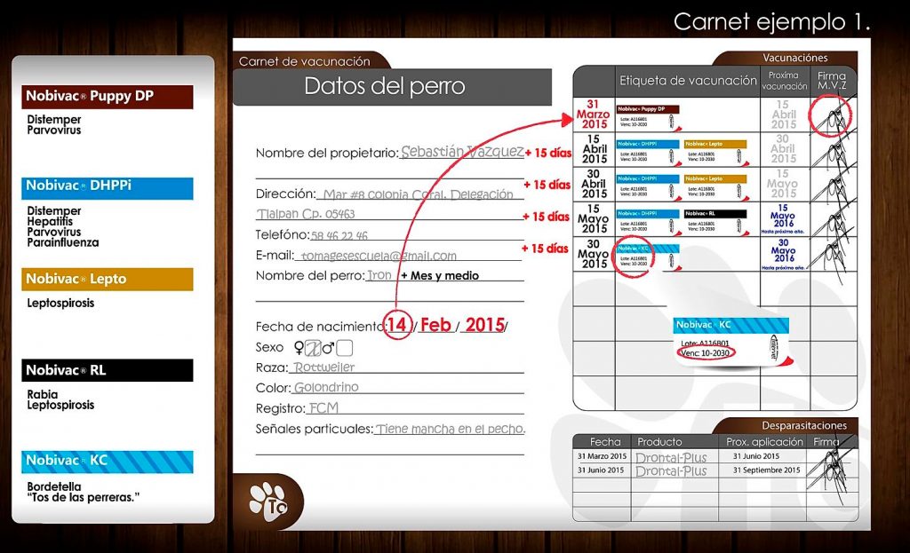 ejemplo cartilla de vacunación