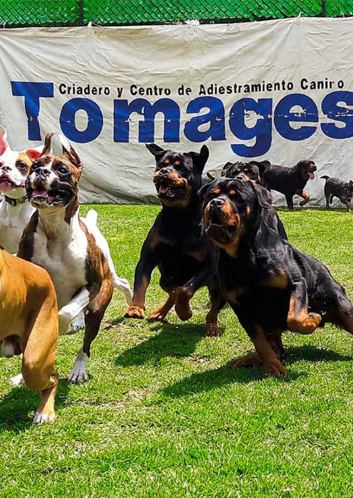 pension canina tomages