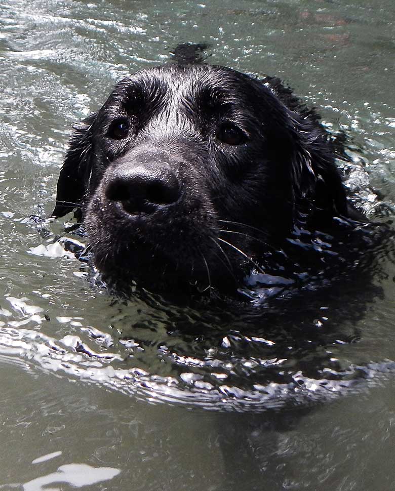 vacaciones-caninas-temporada-alta
