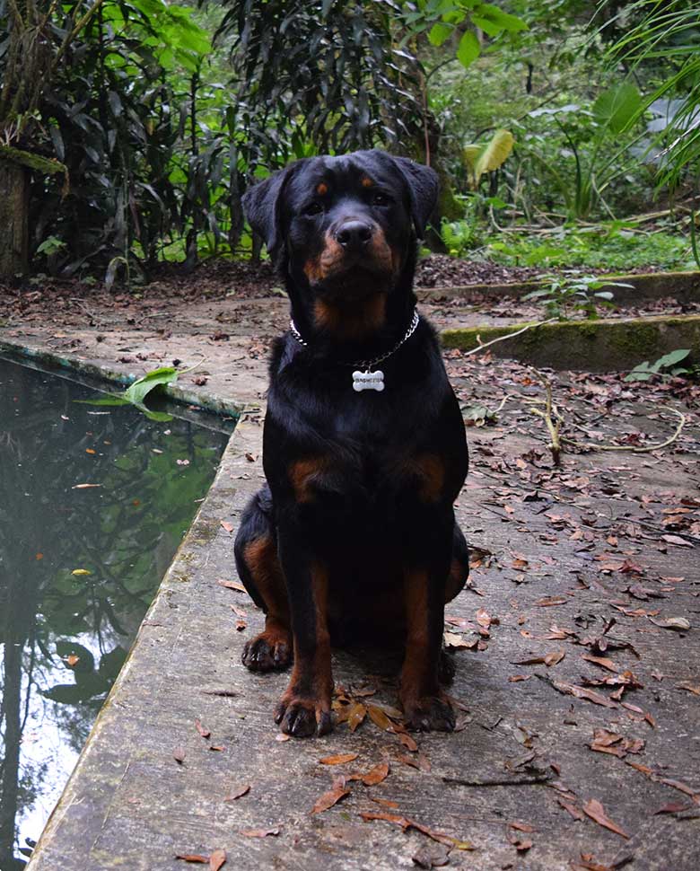 vacaciones caninas temporada baja